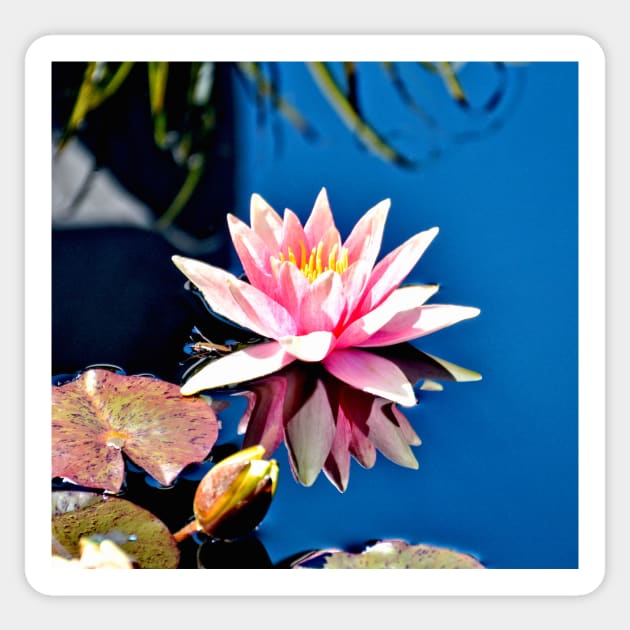 Pink Water Lily in Pool Sticker by Scubagirlamy
